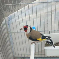 سهره نقاب پهن