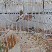 فنچ
