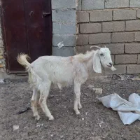 روستای اطراف رامشیر