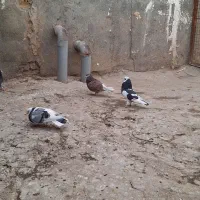 کبوتر آس