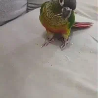 طوطی گرینچیک گمشده