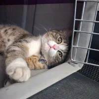 توله گربه کالیگوی