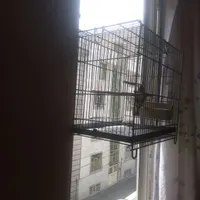 سهره نر مست بخون دهندار اماده به جفت|پرنده|تهران, شهادت|دیوار