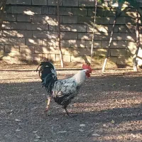 فروش فوری خروس محلی