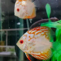 انواع نژاد ماهی های دیسکس کلی و جزئی و اکواریوم|ماهی|مشهد, ولیعصر (شهرک غرب)|دیوار