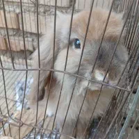 خرگوش لوپ8ماهه|موش و خرگوش|القجر, |دیوار