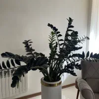 تامین و نگهداری انواع گل و گیاه با تیم مجرب|خدمات باغبانی و درختکاری|ری, بازار گل خاوران|دیوار