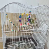 طوطی برزیلی  نر و ماده