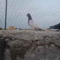 پرنده|پرنده|شوشتر, |دیوار