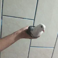 ماده سرسفید دم سفید