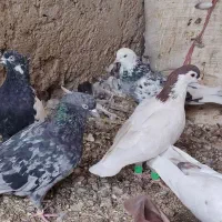 کبوتر|پرنده|خاش, |دیوار