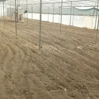 اجاره-500-گلخانه-با-تمام-امکانات