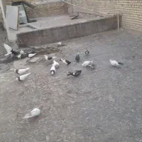 کبوتر رنگی|پرنده|خرمشهر, |دیوار
