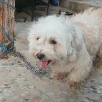 سگ پشمالو
