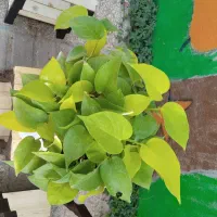 فروش انواع نهال گلهای آپارتمانی و گلدان|گل و گیاه طبیعی|شیراز, محراب|دیوار