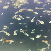 گوپی دونه ده تومن|ماهی|هشتگرد, فاز ۳ مهستان|دیوار