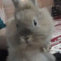 خرگوش|موش و خرگوش|یزد, |دیوار