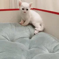 گربه نژاد بریتیش|گربه|تهران, جنتآباد شمالی|دیوار