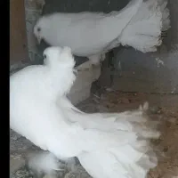یه جفت کبوتر دمچتری