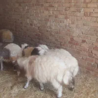 بره درجه یک باب پروار