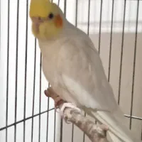 یک جفت عروس هلندی نر سخنگو