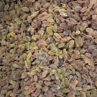 فروش عمده کشمش بندی به صورت یکجا