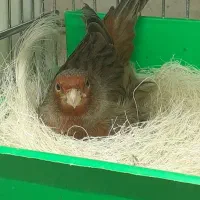 قناری نر و ماده اماده، بخون، سرخ سوخته|پرنده|باغستان, |دیوار