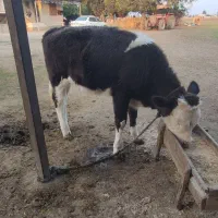 گوساله ماده سیمینتال|حیوانات مزرعه|آق قلا, |دیوار