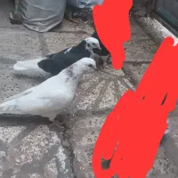 کبوتر شازده بالا و سفیدبالا