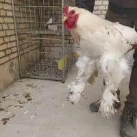 خروس برهما|حیوانات مزرعه|اردکان, |دیوار