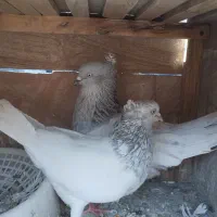 سه جفت کله ای