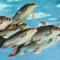 نیروی خانم (منشی)