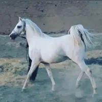 کره مادیان|اسب و تجهیزات اسب‌سواری|ماهیدشت, |دیوار