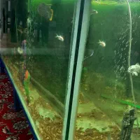 آکواریوم بزرگ|ماهی|ابهر, |دیوار