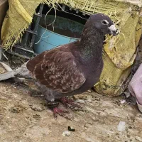 یک عدد کبوتر نر قورگی|پرنده|گنبد کاووس, |دیوار