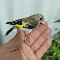 جوجه رسمی