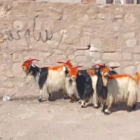 سرهم دونه ۶۵۰۰|حیوانات مزرعه|مسجد سلیمان, |دیوار