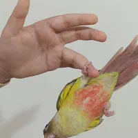 گرینچیک نر اناناسی 70 روزه فول اهلی و دونخور|پرنده|سهند, |دیوار