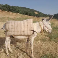 خر باری