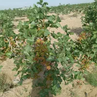 زمین-پسته-و-عناب