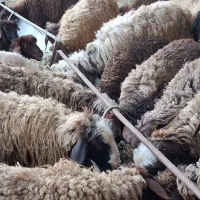 میش بره