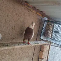 کفتر|پرنده|سردرود, |دیوار