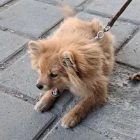 سگ پامر خرسی جنسیت نر|سگ|کرمانشاه, |دیوار