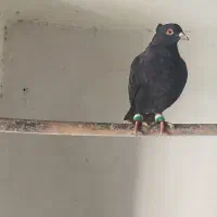 سه عدد کفتر پرشی|پرنده|شیروان (خراسان), |دیوار