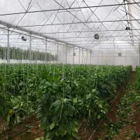 نیروی خانم جهت کار در گلخانه