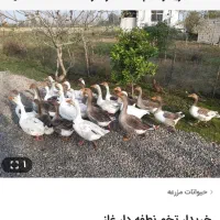 تخم غاز|حیوانات مزرعه|رشت, توشیبا|دیوار