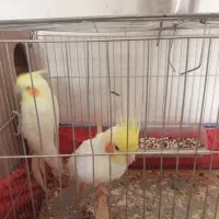 عروس پاریس جفت|پرنده|سوسنگرد, |دیوار