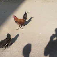 خروس محلی اصل|حیوانات مزرعه|شیراز, پودنک|دیوار