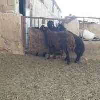 قوچ همو وبره نرهمووماده هترو|حیوانات مزرعه|قوچان, |دیوار