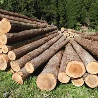 خرید و فروش چوب به بهترین قیمت و نقدی